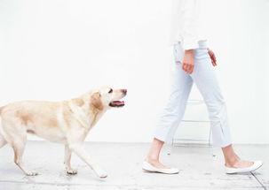 女人和狗图片,温馨瞬间，情感共鸣